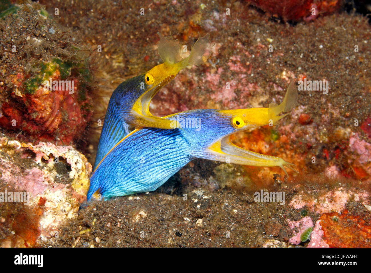 Zwei Blue Ribbon Eels, Rhinomuraena Quaesita, teilen die gleichen Burrow. Tulamben, Bali, Indonesien. Bali Meer, Indischer Ozean Stockfoto