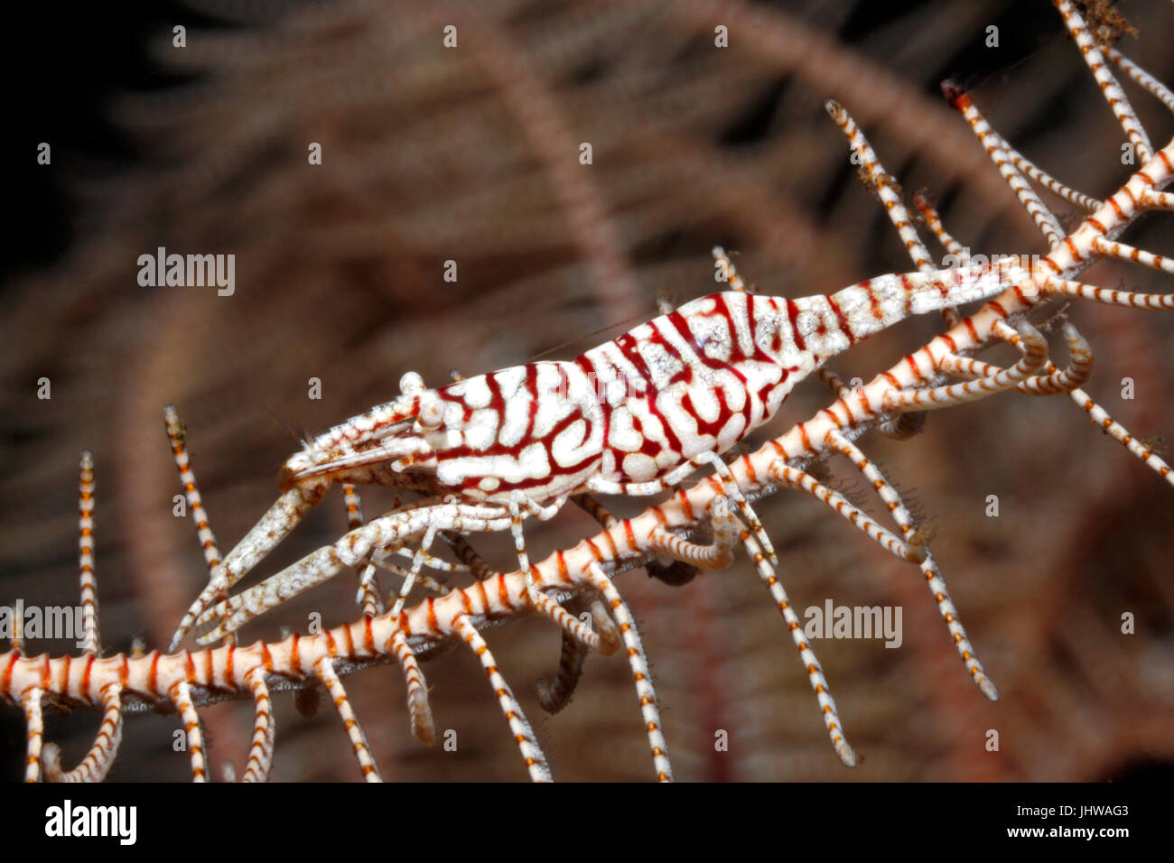 Leopard Crinoid Garnelen, Laomenes Pardus. Tulamben, Bali, Indonesien. Bali Meer, Indischer Ozean Stockfoto