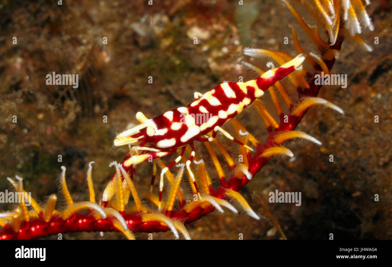 Leopard Crinoid Garnelen, Laomenes Pardus. Tulamben, Bali, Indonesien. Bali Meer, Indischer Ozean Stockfoto