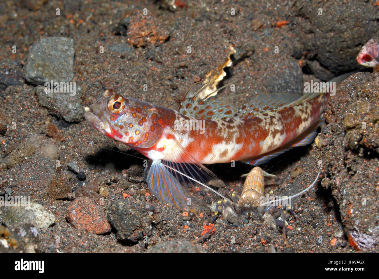 Breitbandige Shrimpgoby, Amblyeleotris periophthalma, mit weiß ausgekleidetem, schnappenden Apheiden-Garnelen, Alpheus ochrostriatus. Tulamben, Bali, Indonesien. Stockfoto