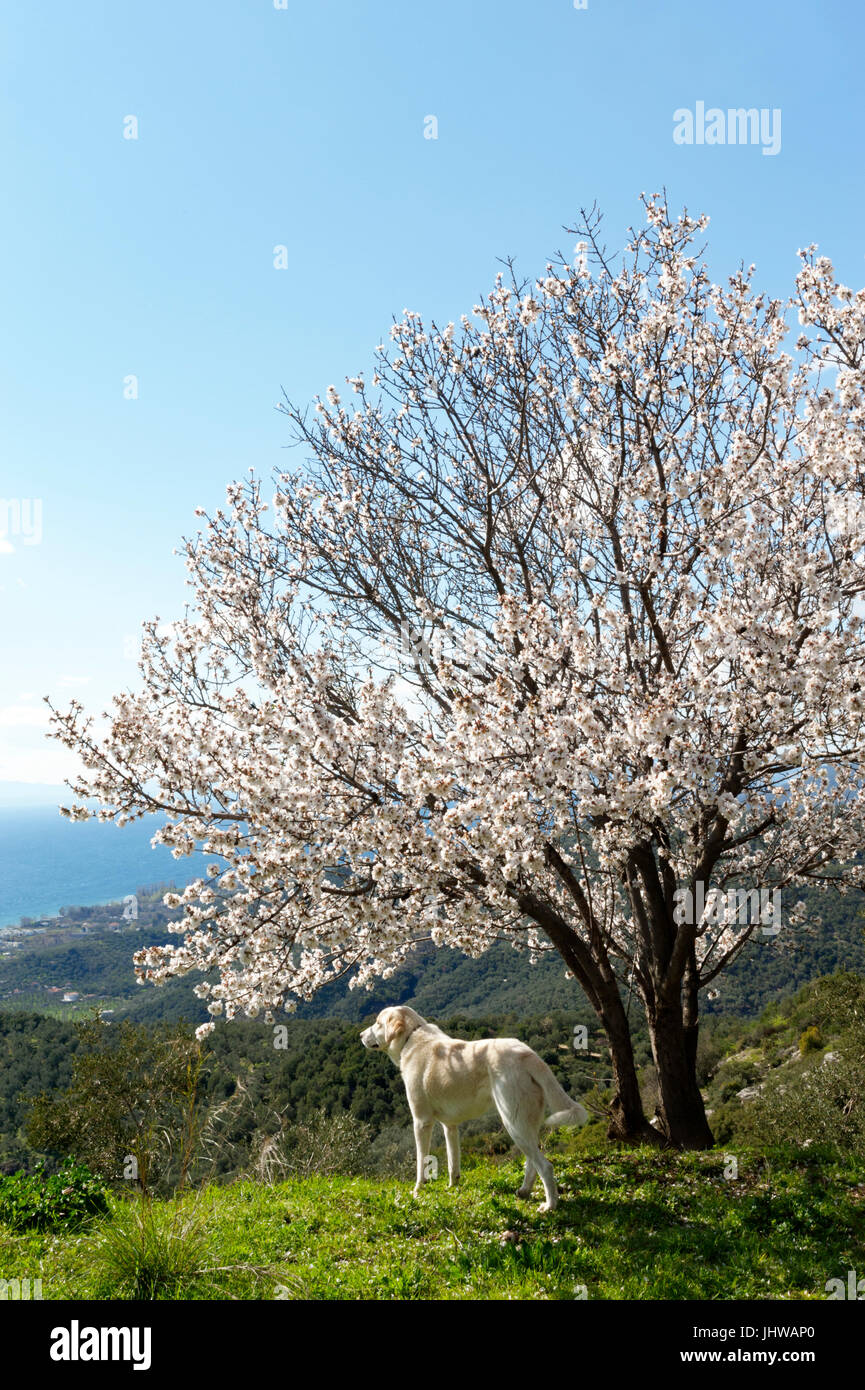 Ein weißer Labrador Retriever steht unter einem blühenden Mandelbäume Baum auf Pilion Halbinsel, Thessalien, Griechenland Stockfoto