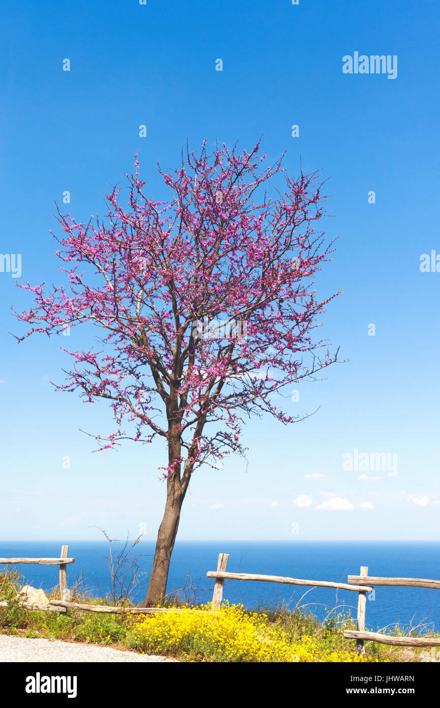 Blühenden Judasbaum in eine Küstenstraße auf Pilion Halbinsel, Thessalien, Griechenland Stockfoto