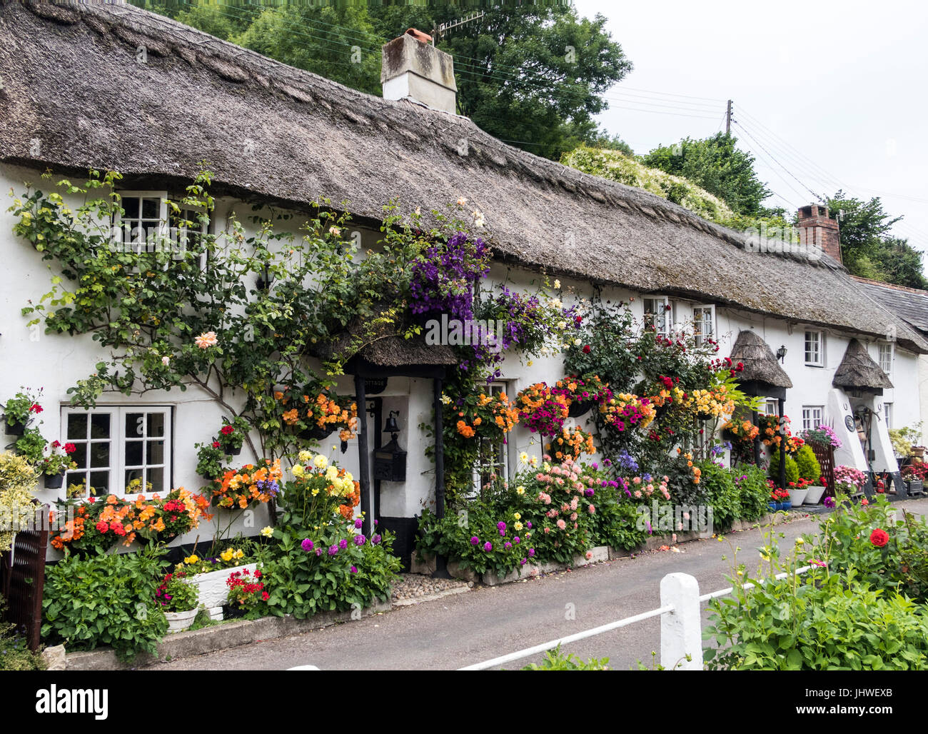 Floral zeigt Coombe Cottage und Doreen Garten in Devon