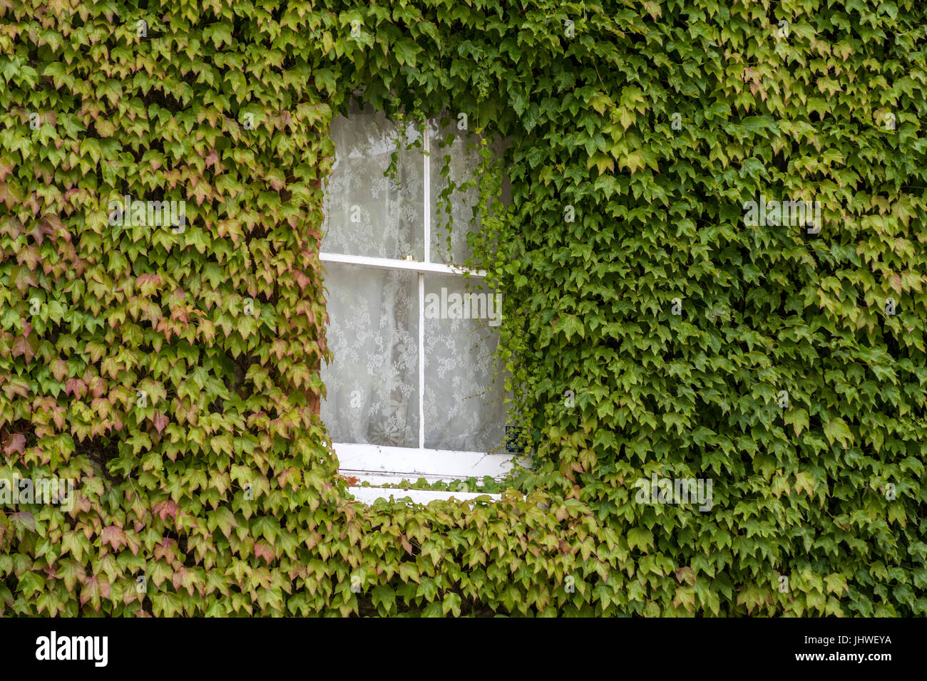 Ein Ferienhaus Fenster fast mit Efeu bewachsen. Stockfoto