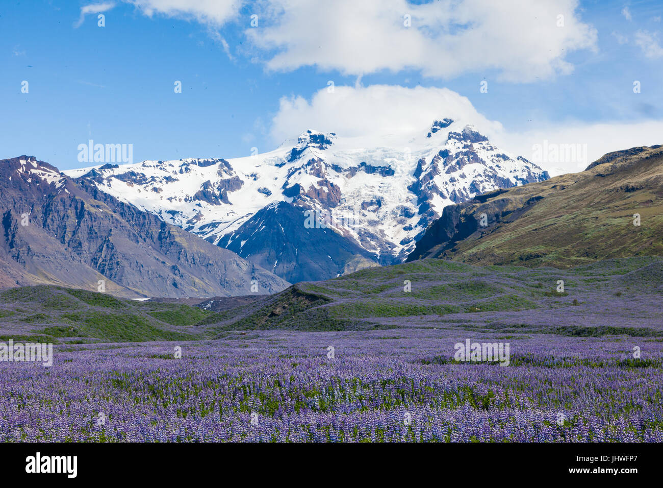 Schneebedeckte Berge mit wild Lupinen im Vordergrund auf Island Stockfoto