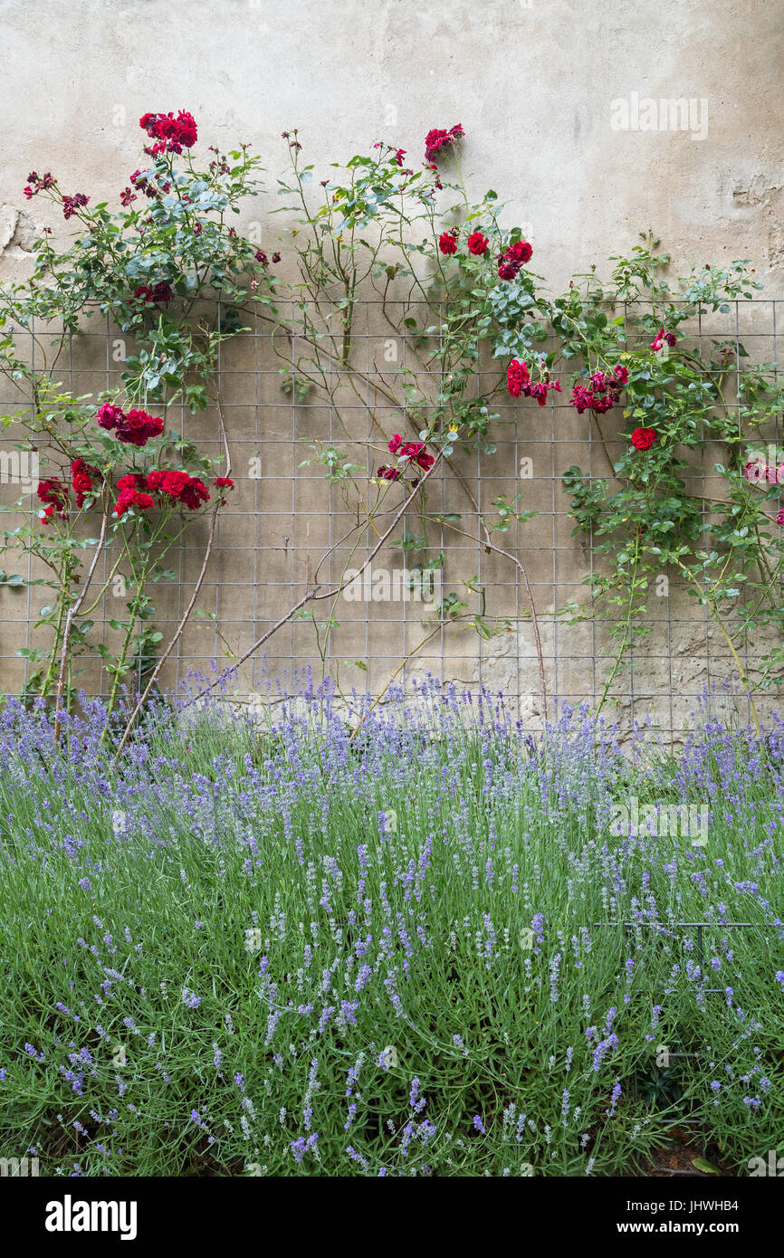 Rote Rosen Klettern in einem Bild auf einer Steinmauer und blühenden Busch. Stockfoto