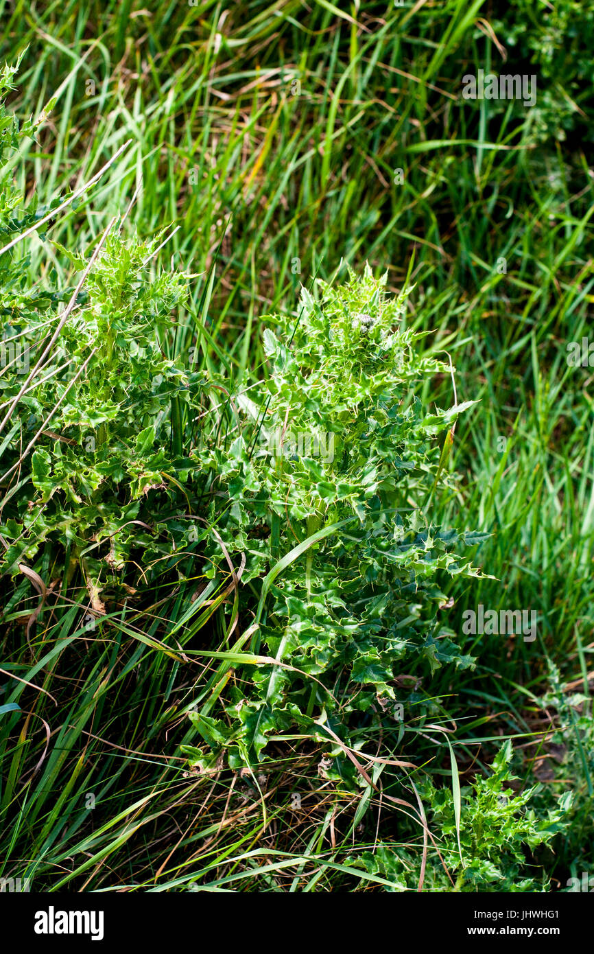 Große spiky Brennnessel Pflanze im langen Gras Stockfoto