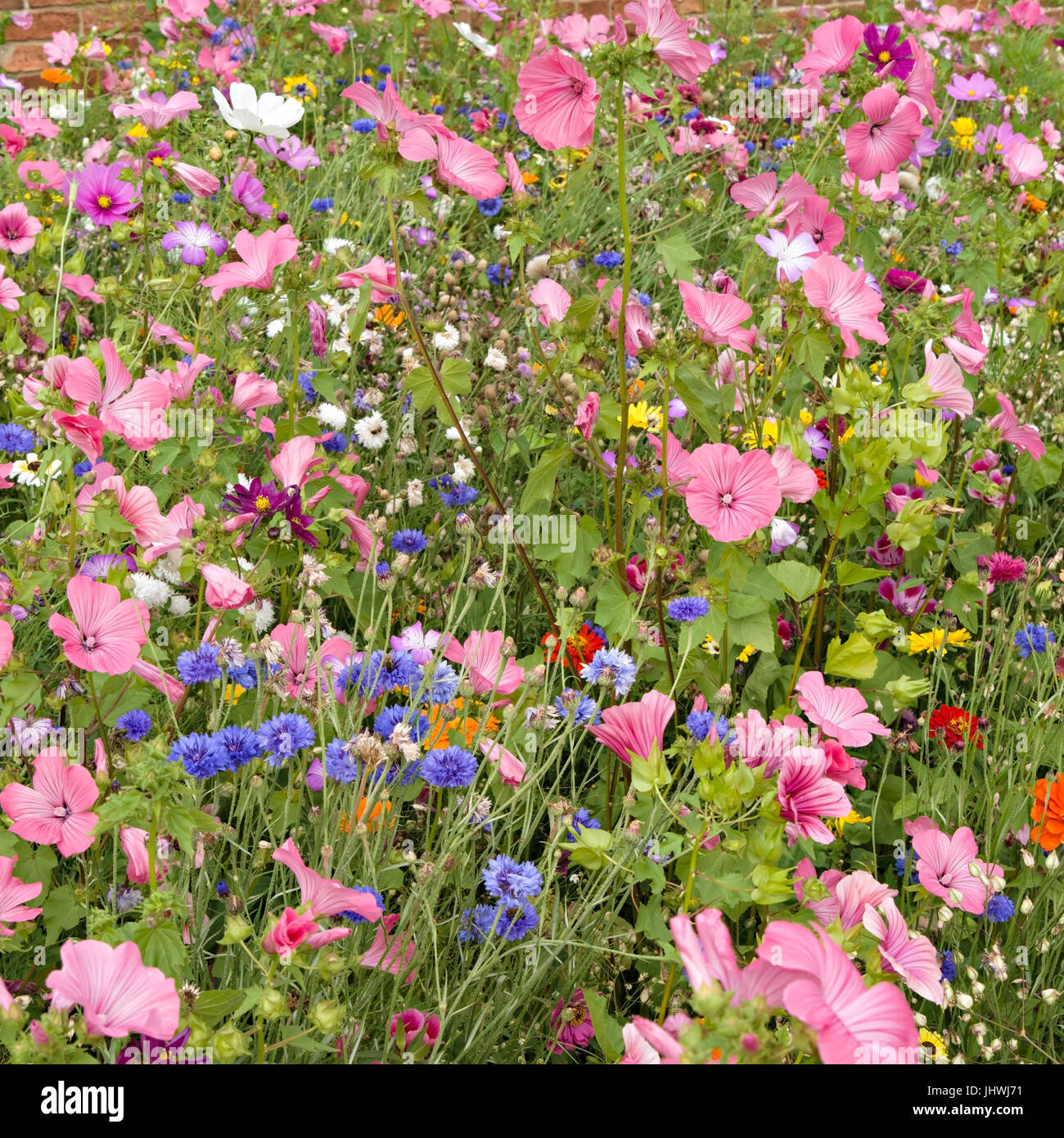 Sehr helle und farbenfrohe informellen Garten Blumen im Sommer, UK Stockfoto