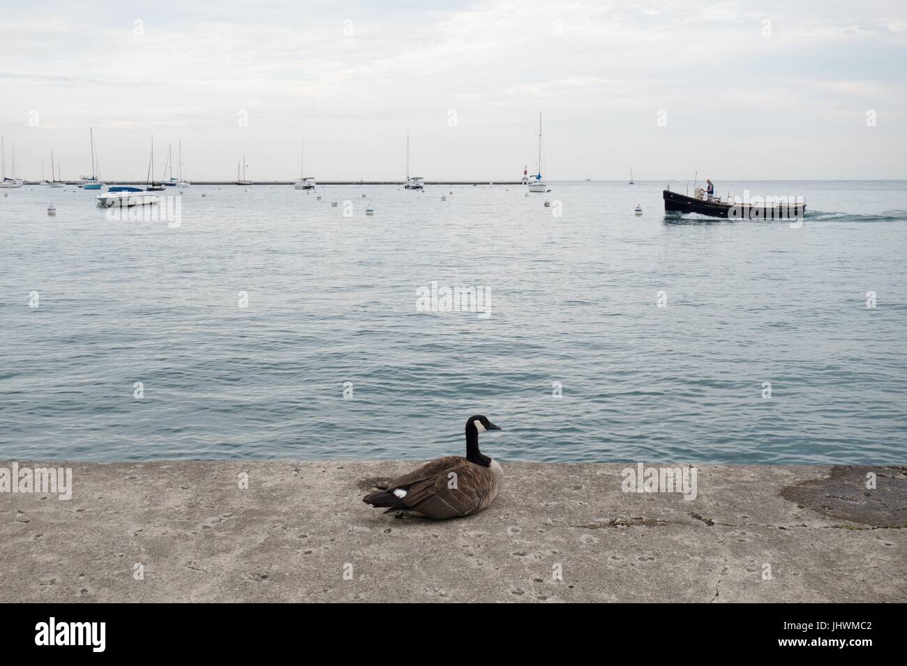 Kanada-Gans ruht neben Lake Michigan in Chicago, IL, USA. Stockfoto