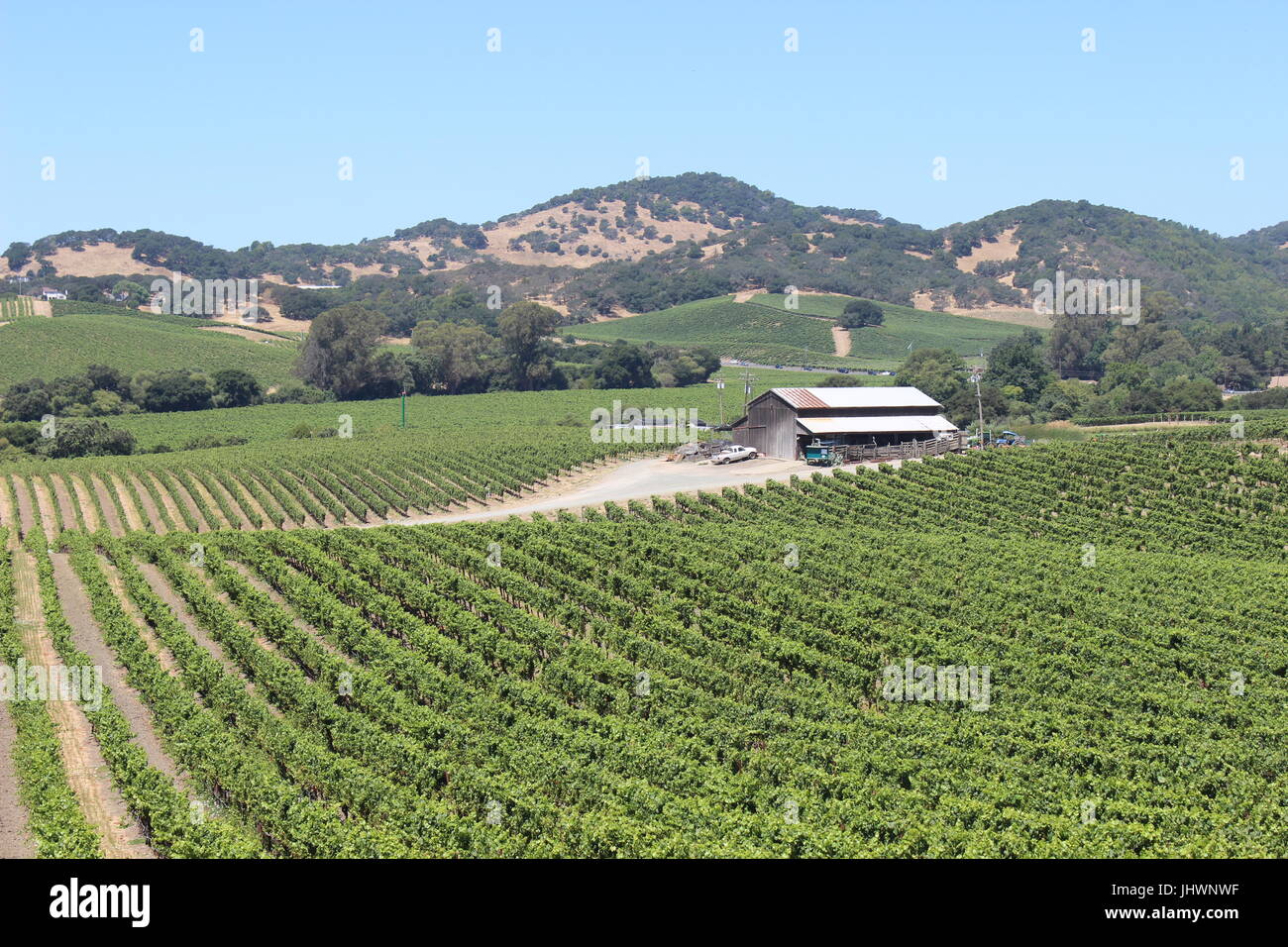 Weinberge, Los Carneros AVA, Napa, Kalifornien Stockfoto