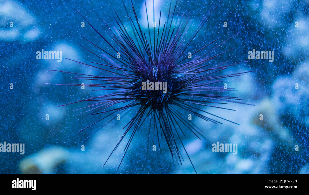 Schwarze stachelige seeigel Fotos und Bildmaterial in hoher Auflösung