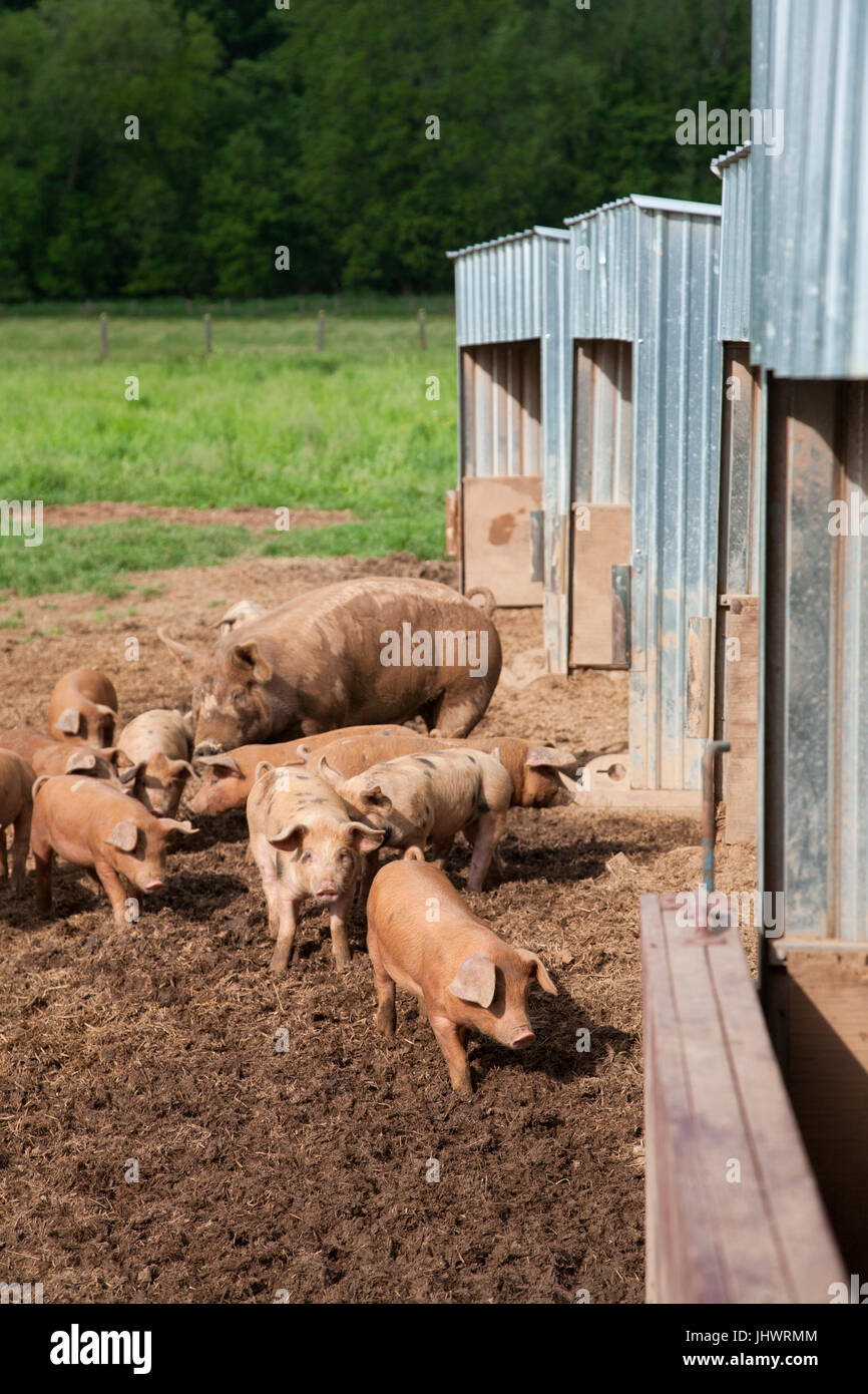 Mutter Schwein und Ferkel Beweidung auf die kleine farm Stockfoto