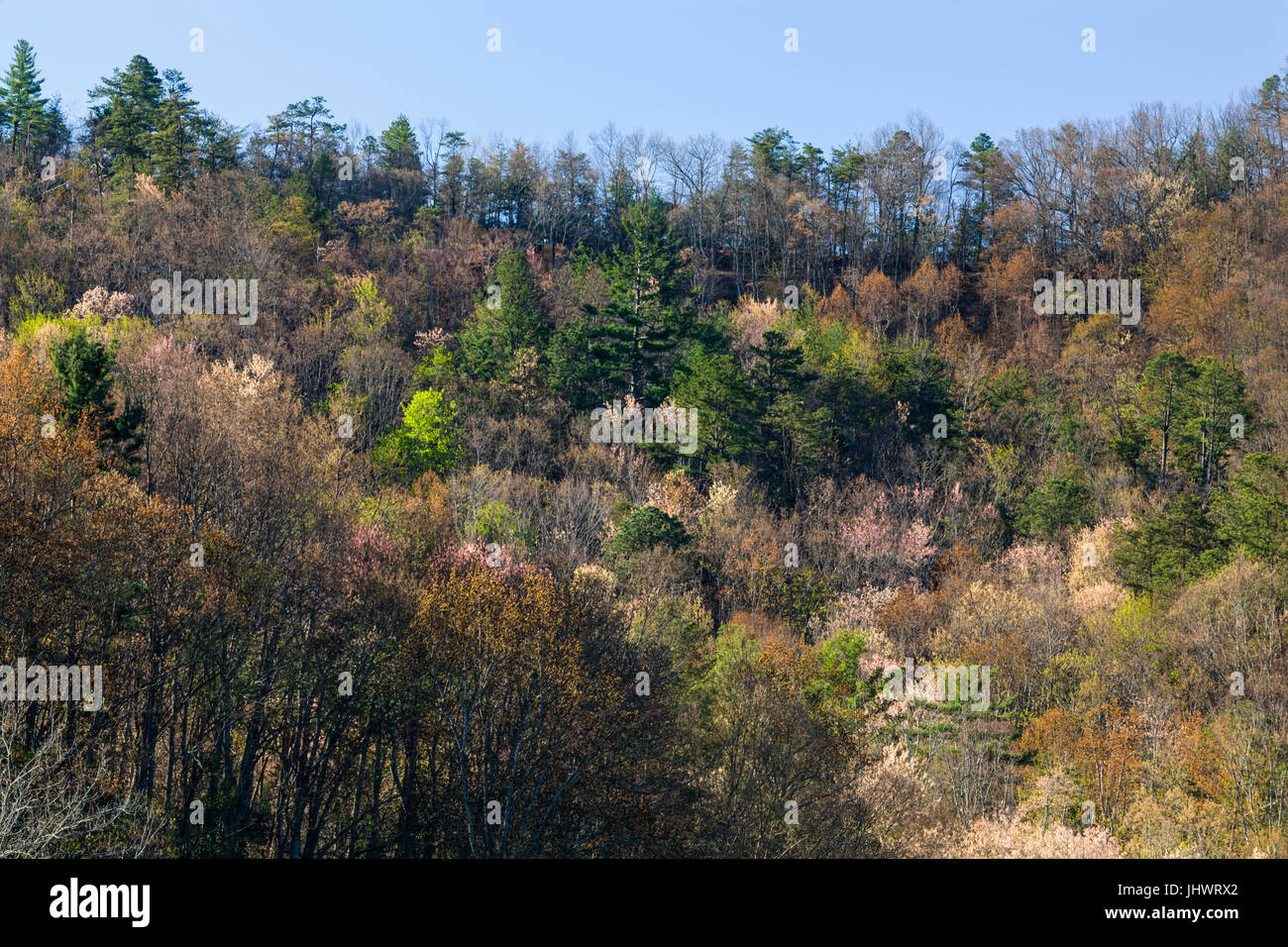 Vorfrühling im Tal trägt, Tennessee Stockfoto