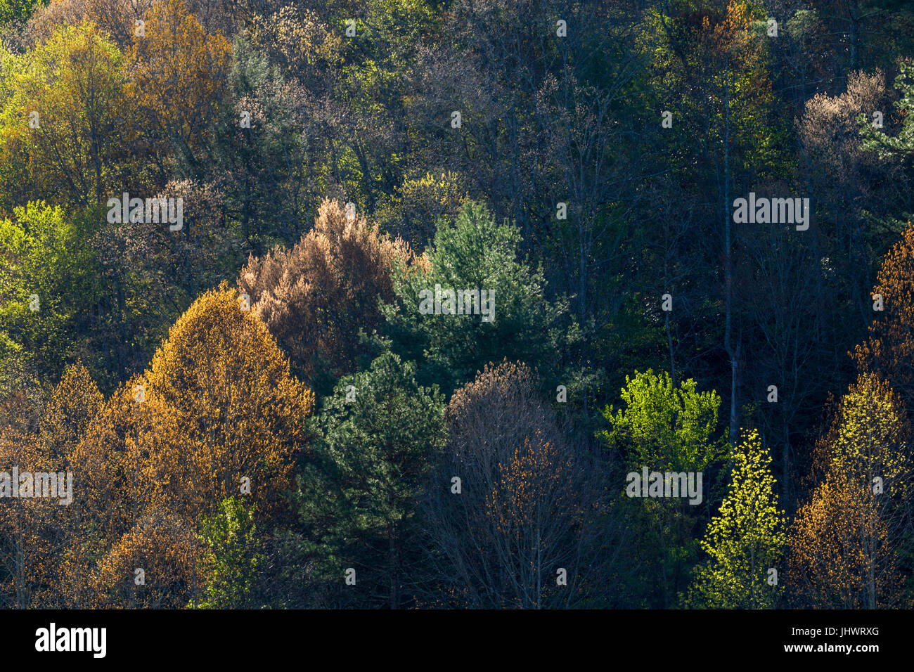 Vorfrühling im Tal trägt, Tennessee Stockfoto