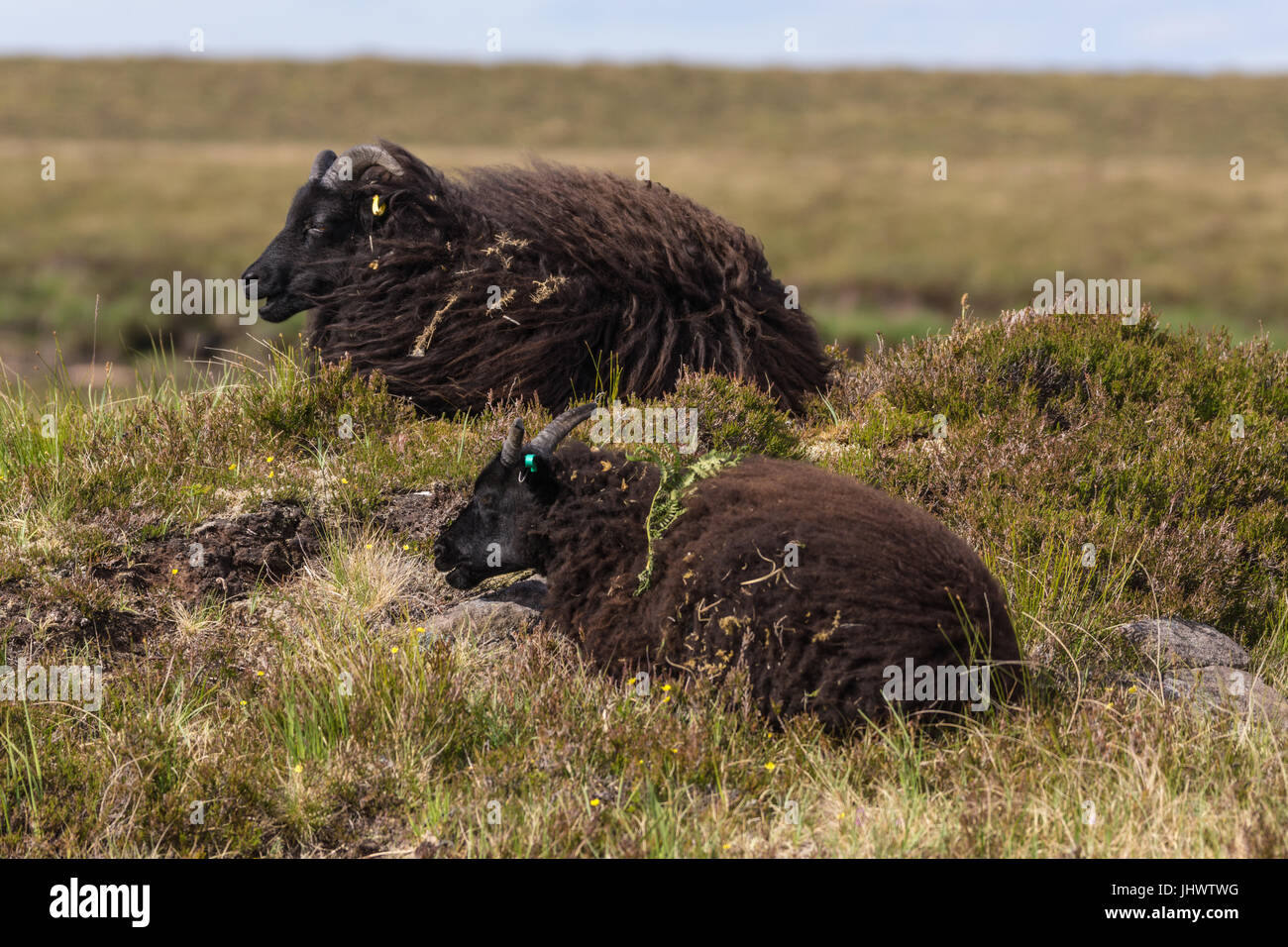 Assynt Halbinsel, Schottland - 7. Juni 2012: Nahaufnahme von zwei schwarzen Welsh Mountain Schafe, die in der trockenen Vegetation auf der Heighs der Brae Achnahai liegen Stockfoto