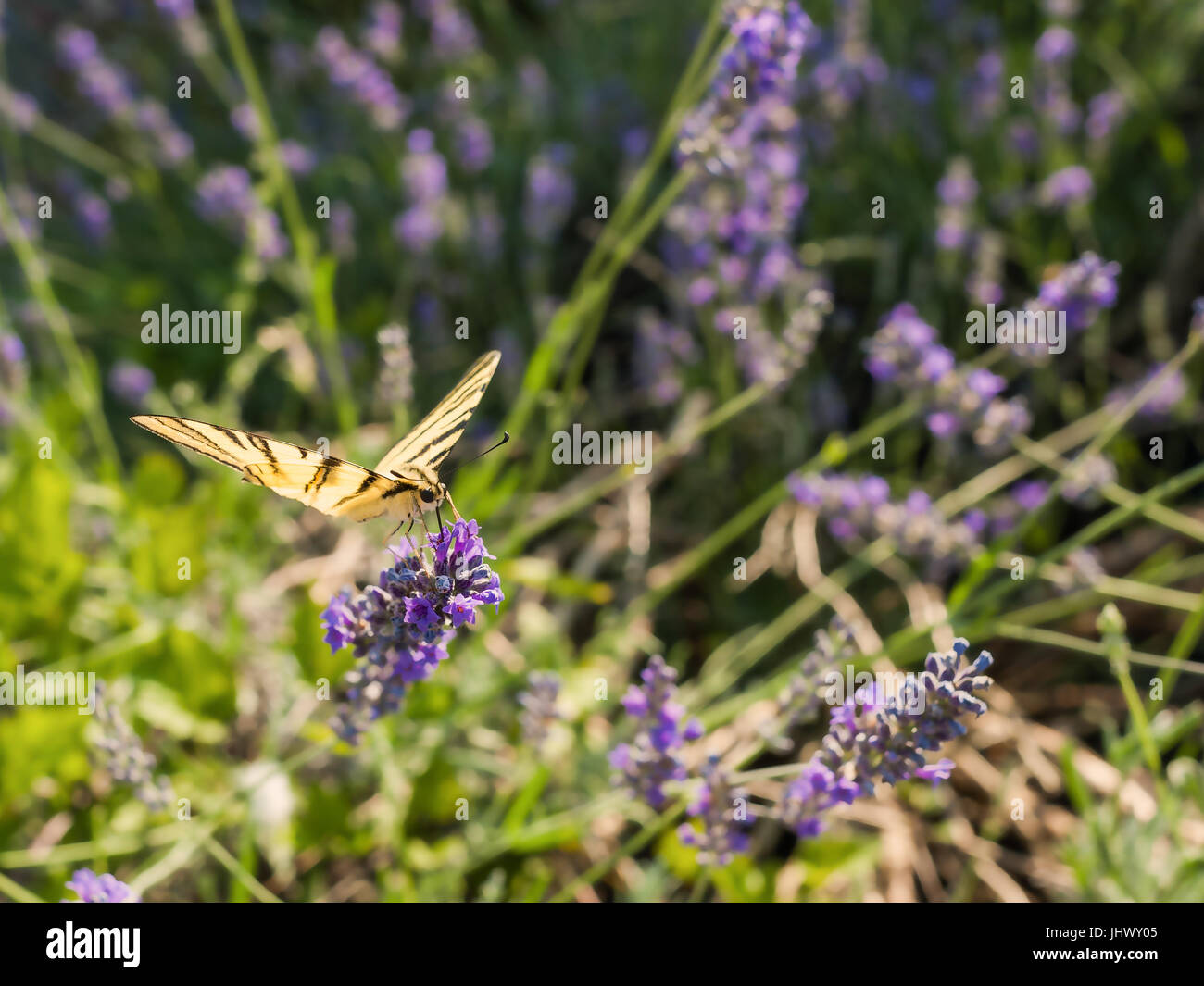 Europäische Schwalbenschwanz Schmetterling (Papilio Machaon) auf Lavendel Blume. Stockfoto