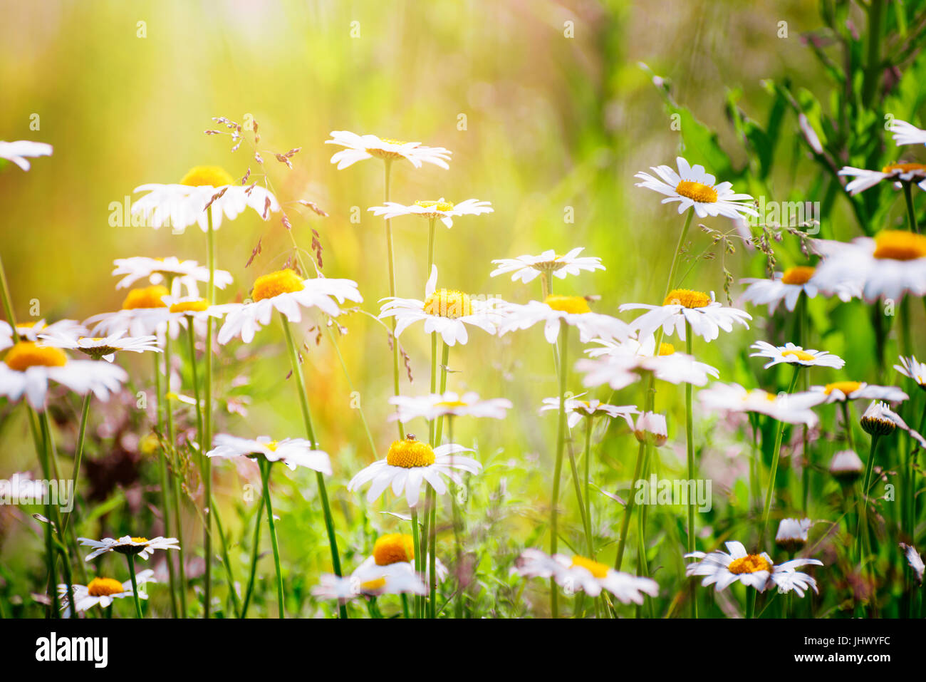 Kamillenblüten mit geringen Schärfentiefe Stockfoto