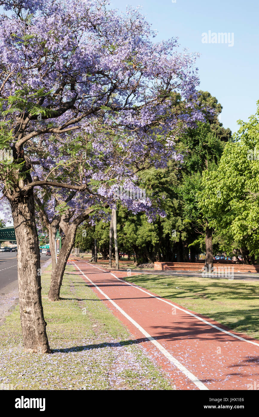 Buenos Aires, Argentinien, im Frühling, Jacaranda Mimosifolia Bäume säumen den Weg in Stadtparks. Parque 3 de Febrero, Bosques de Palermo Stockfoto