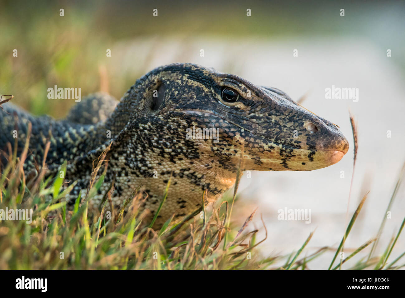 Varanus Salvator am Boden neben Fluss Stockfoto