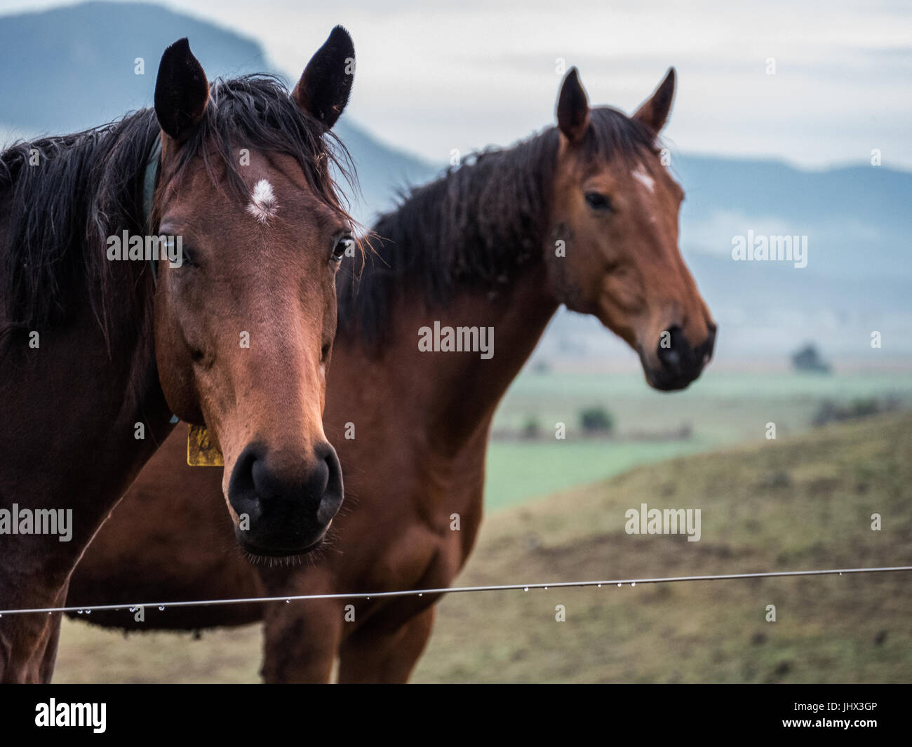 Paar Pelikane warten auf das Frühstück Stockfoto