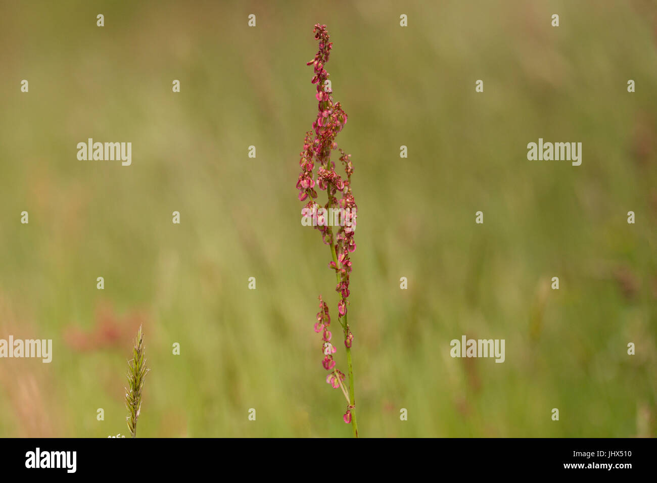 Gemeinsame Sauerampfer (rumex acetosa), Cornwall, Großbritannien Stockfoto