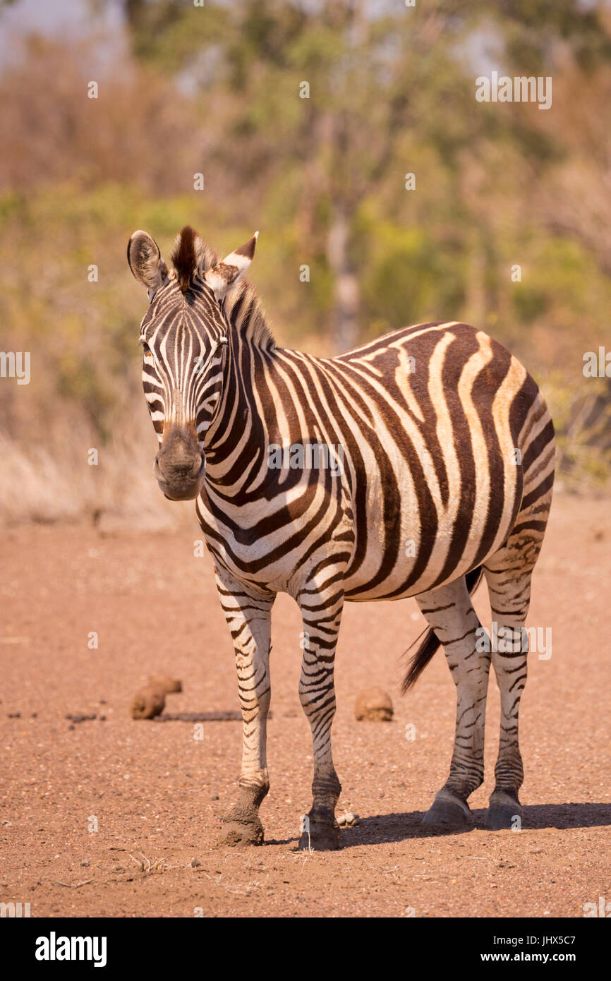 Ein Burchell-Zebra im Krüger Nationalpark in Südafrika. Stockfoto