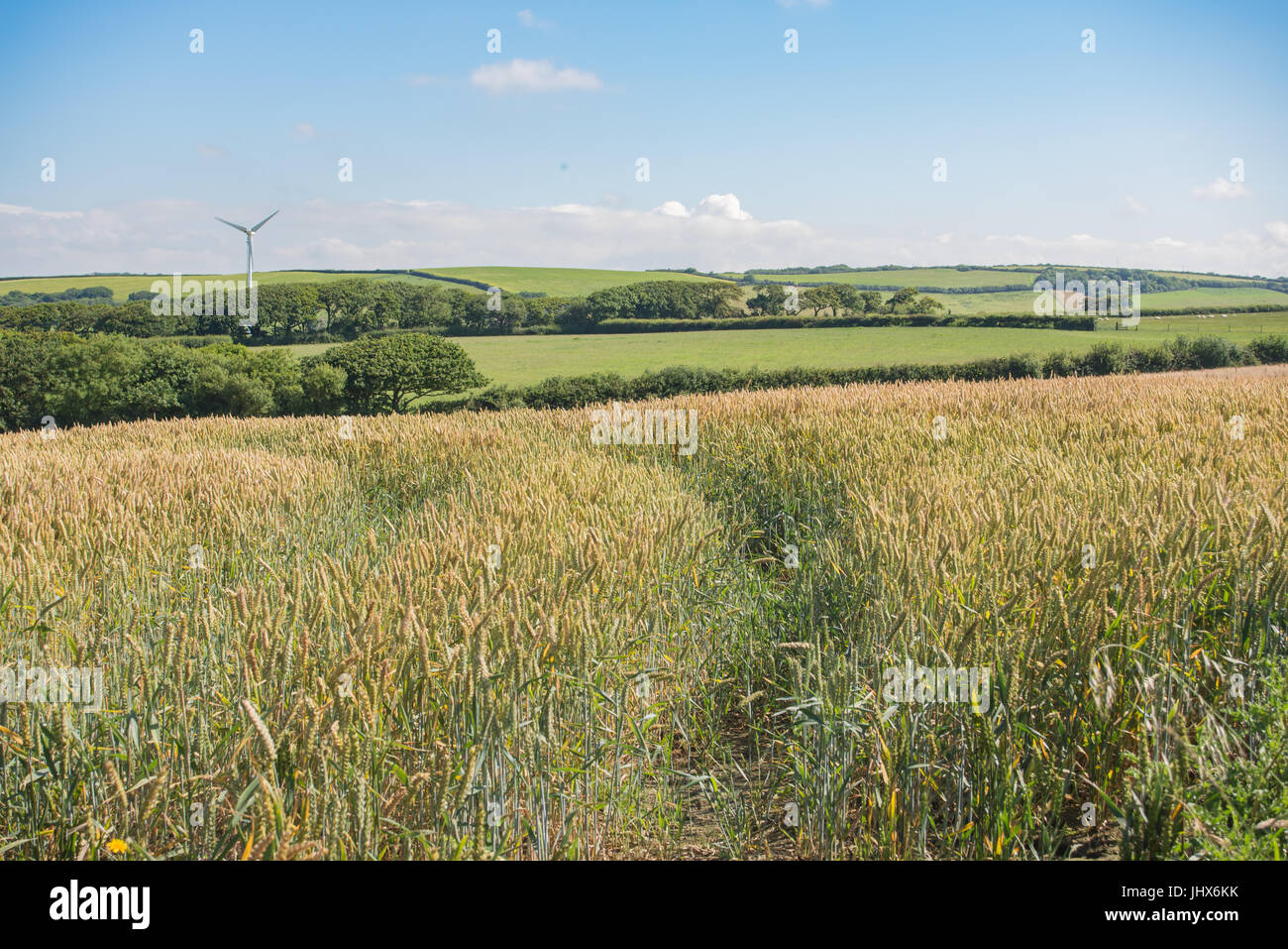 Wind-Landwirtschaft Stockfoto