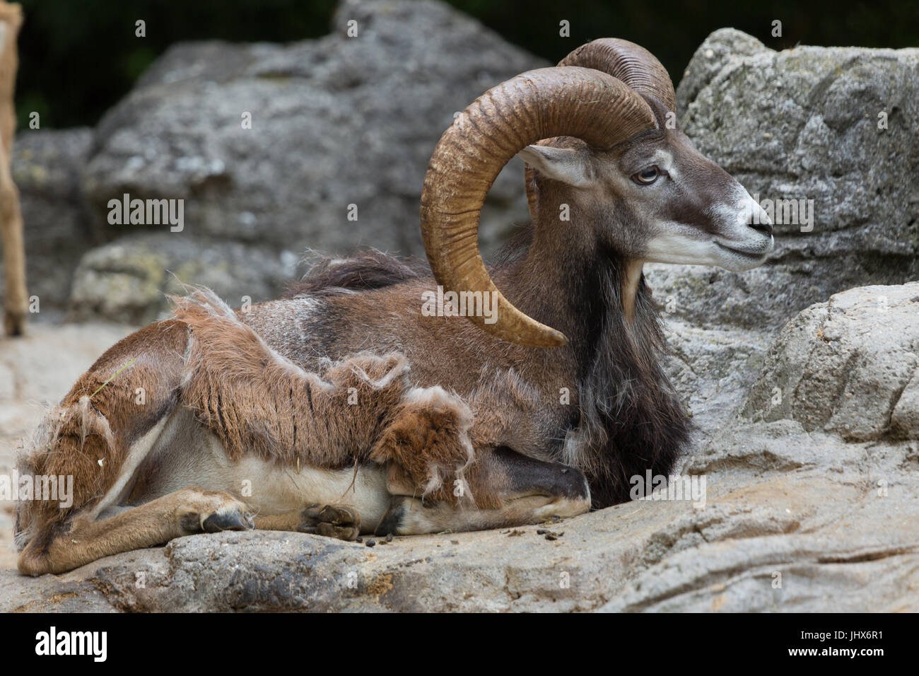 Ein Foto von einem Wildschafe, bekannt als das Mufflon, auf einem Felsen sitzen und Essen. Stockfoto