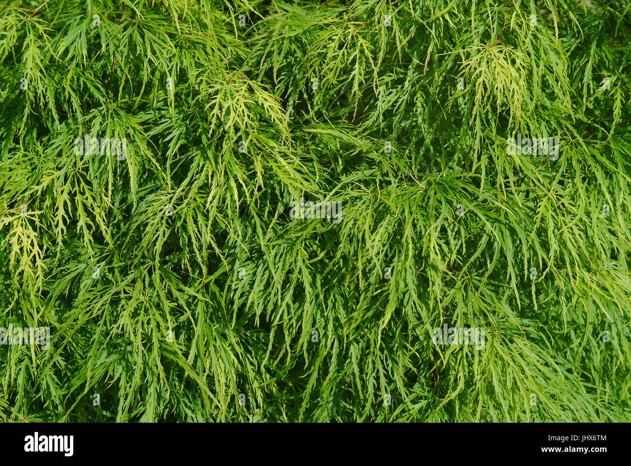 Laub von japanischen Ahorn (Acer Palmatum). Stockfoto