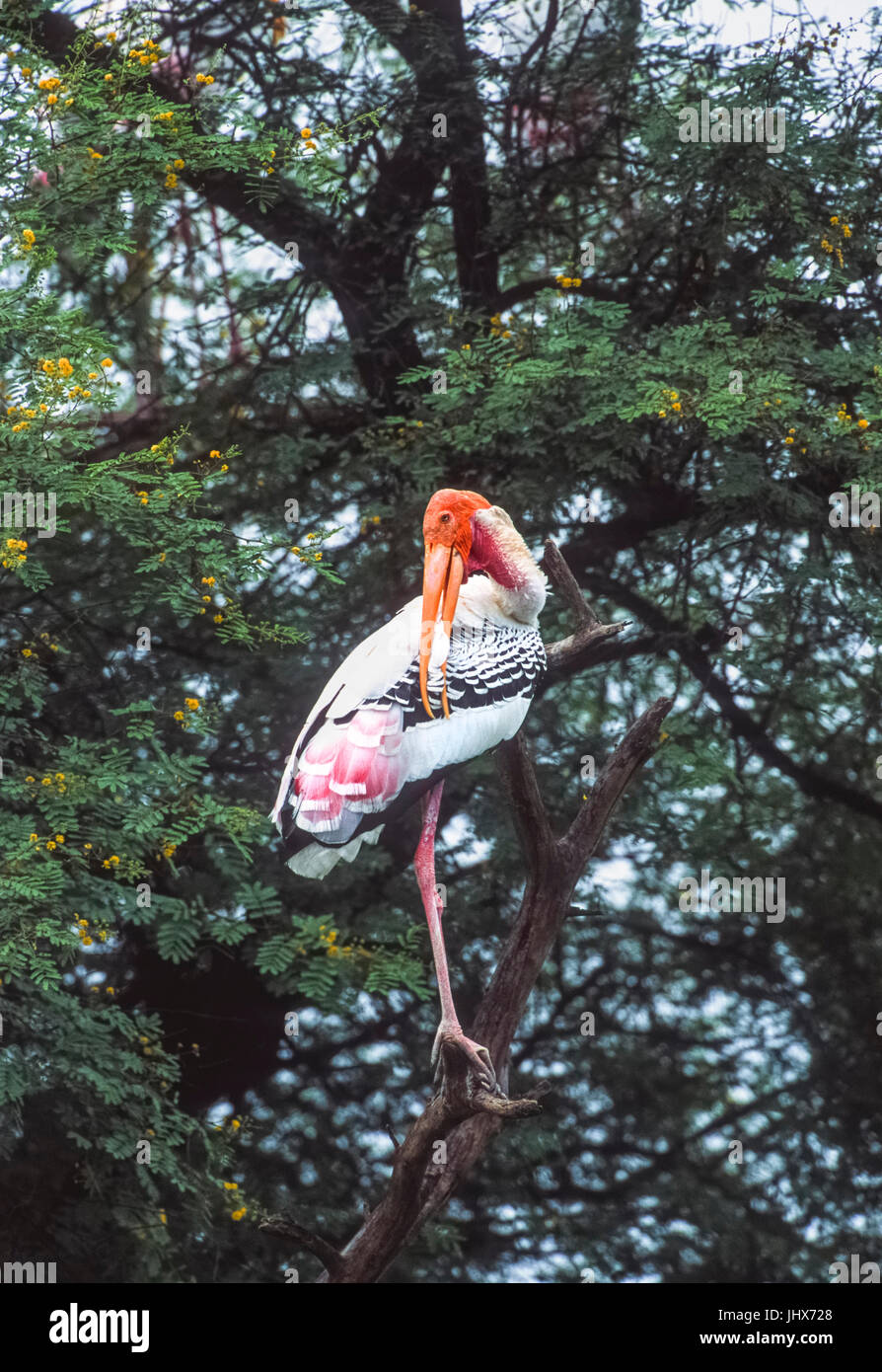 Painted Stork (Mycteria leucocephala), Keoladeo Ghana National Park, Bharatpur, Rajasthan, Indien Stockfoto