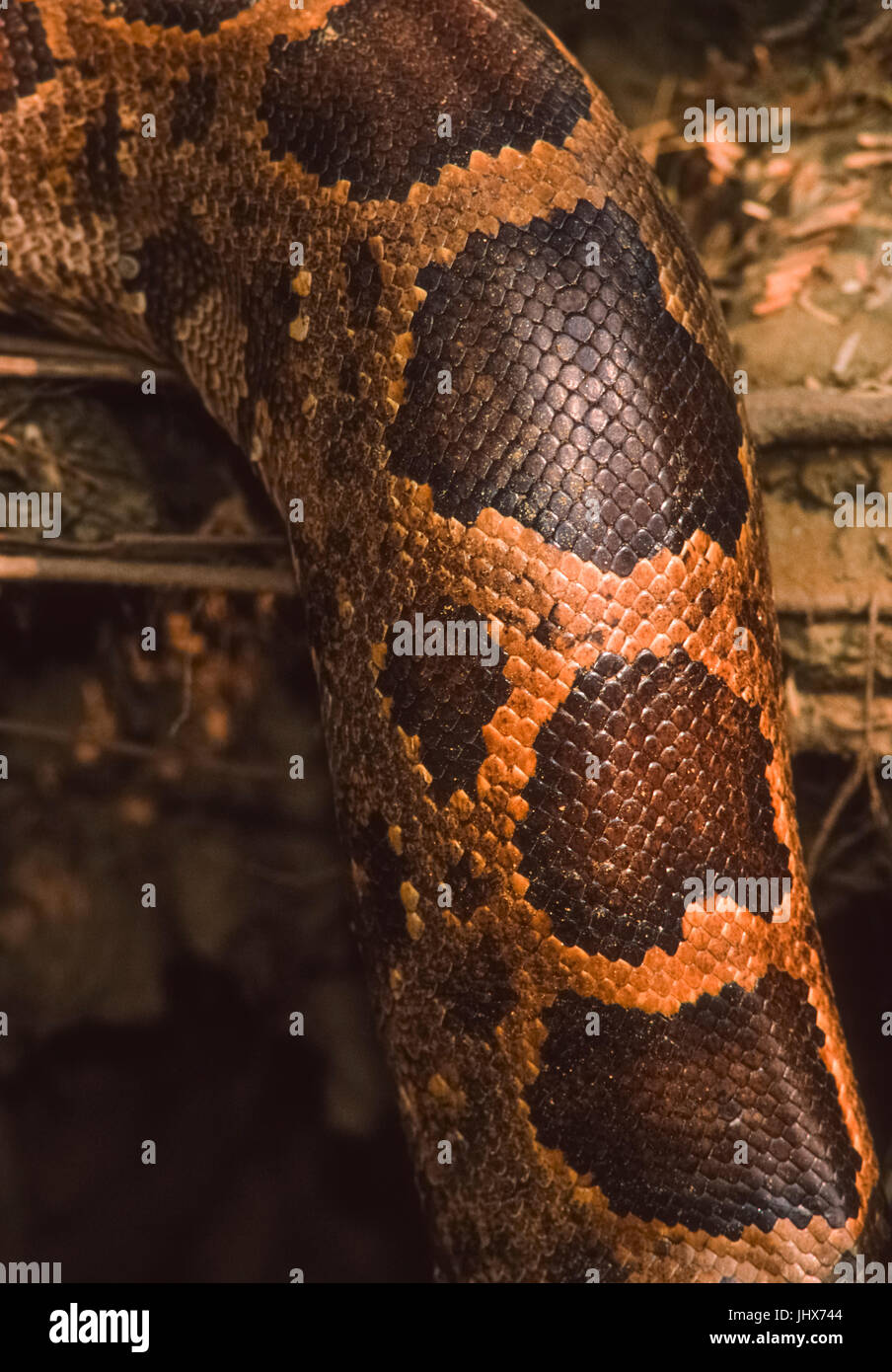 Indian Rock Python oder indische Python (Python molurus), Keoladeo Ghana National Park, Bharatpur, Rajasthan, Indien Stockfoto