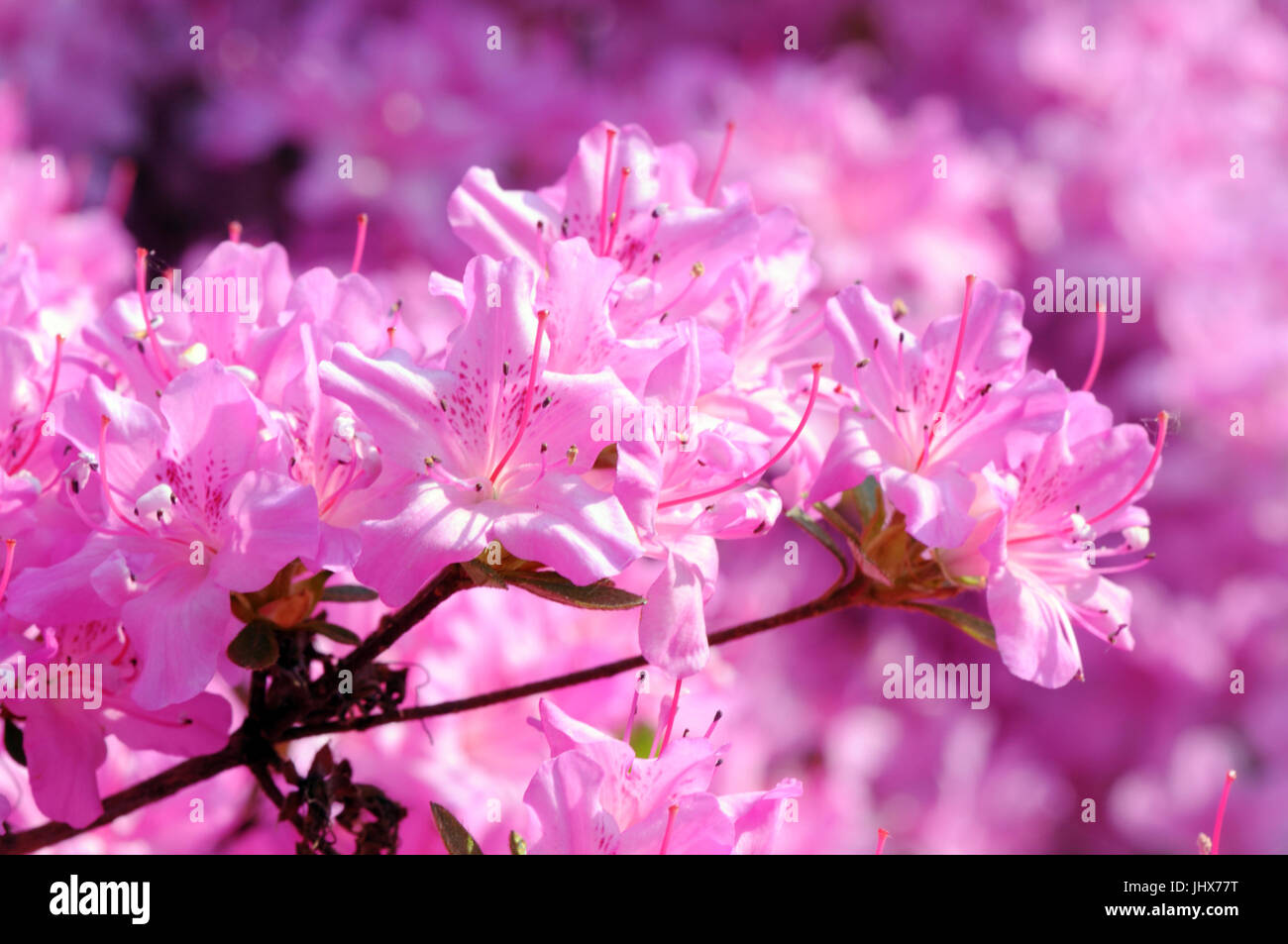 Rosa Azalee Strauch blüht im Frühling Stockfotografie Alamy