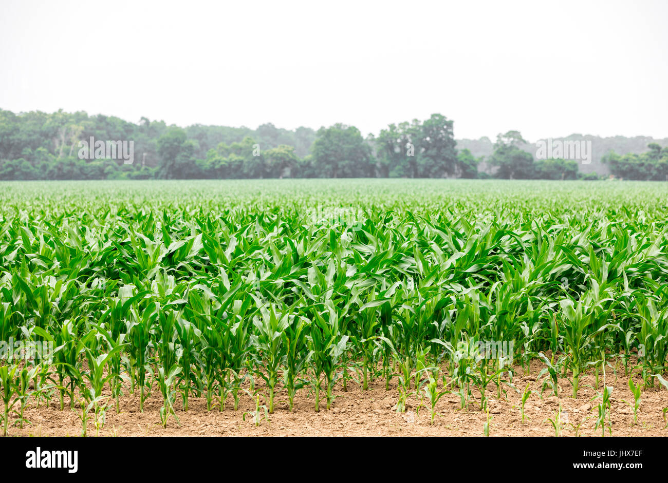 eine Landschaft von jungen Mais auf einem großen Feld mit grünen Bäumen in der Ferne Stockfoto