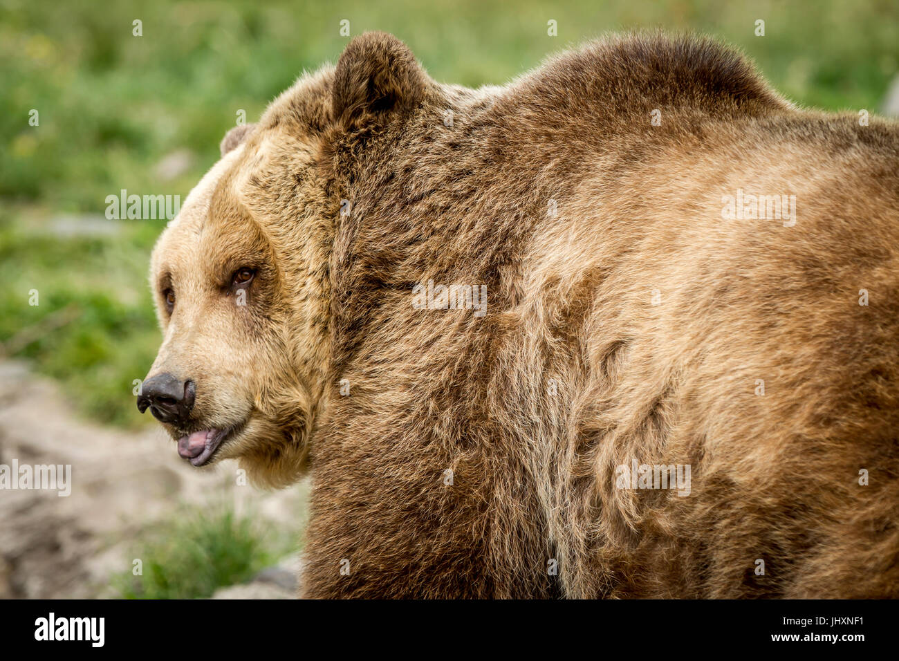 Eine Gefangene Grizzlybär blickt in Richtung der Kamera. Stockfoto