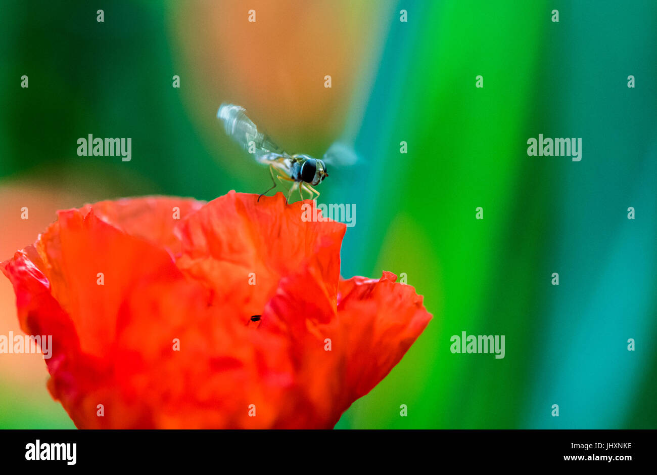 Mansfield, Nottinghamshire, England. 16. Juli 2017.  Hoverfly ein roter Mohn zufliegen. Stockfoto