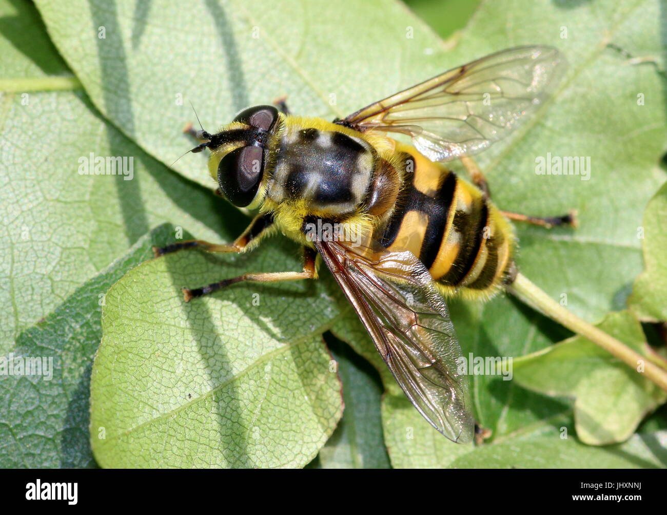 Myathropa florea Fotos und Bildmaterial in hoher Auflösung Alamy