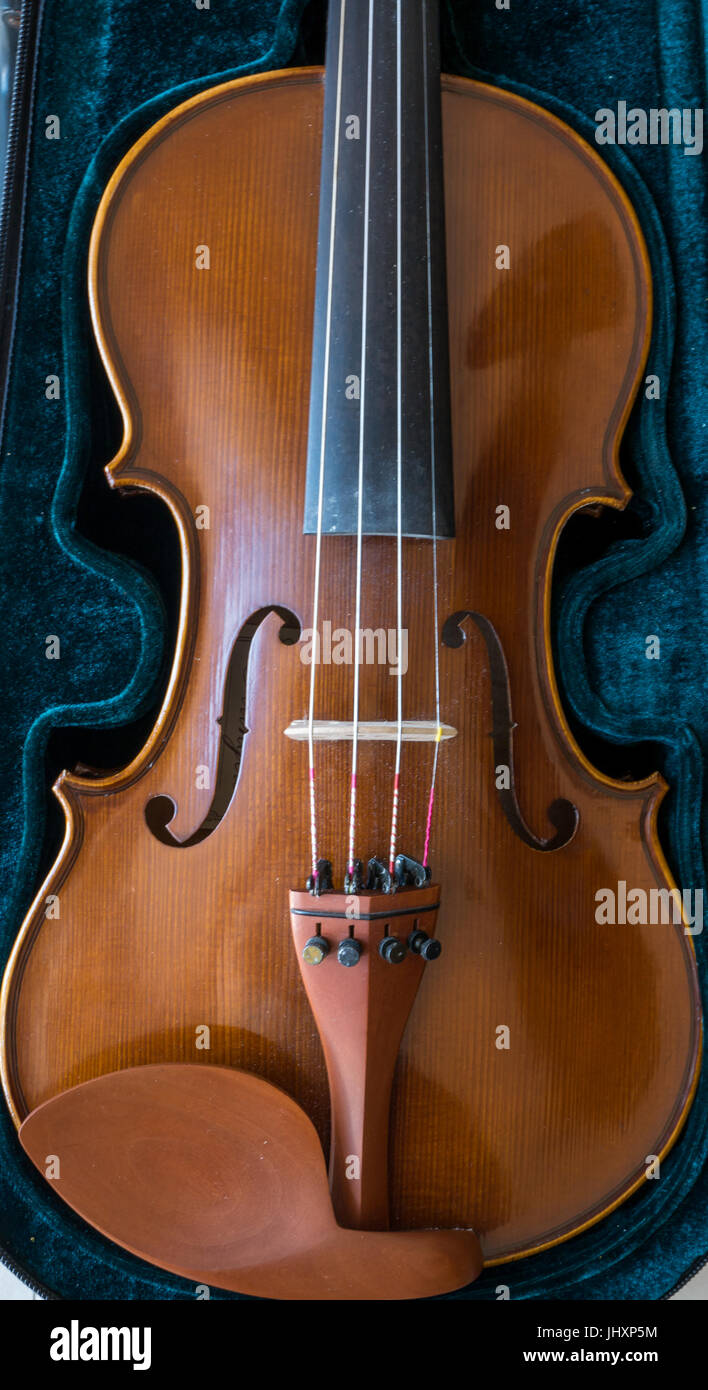 Nahaufnahme des Musikinstruments. Klassische Geige in Samttasche mit f-Löchern, Saiten und Kinnauflage Stockfoto