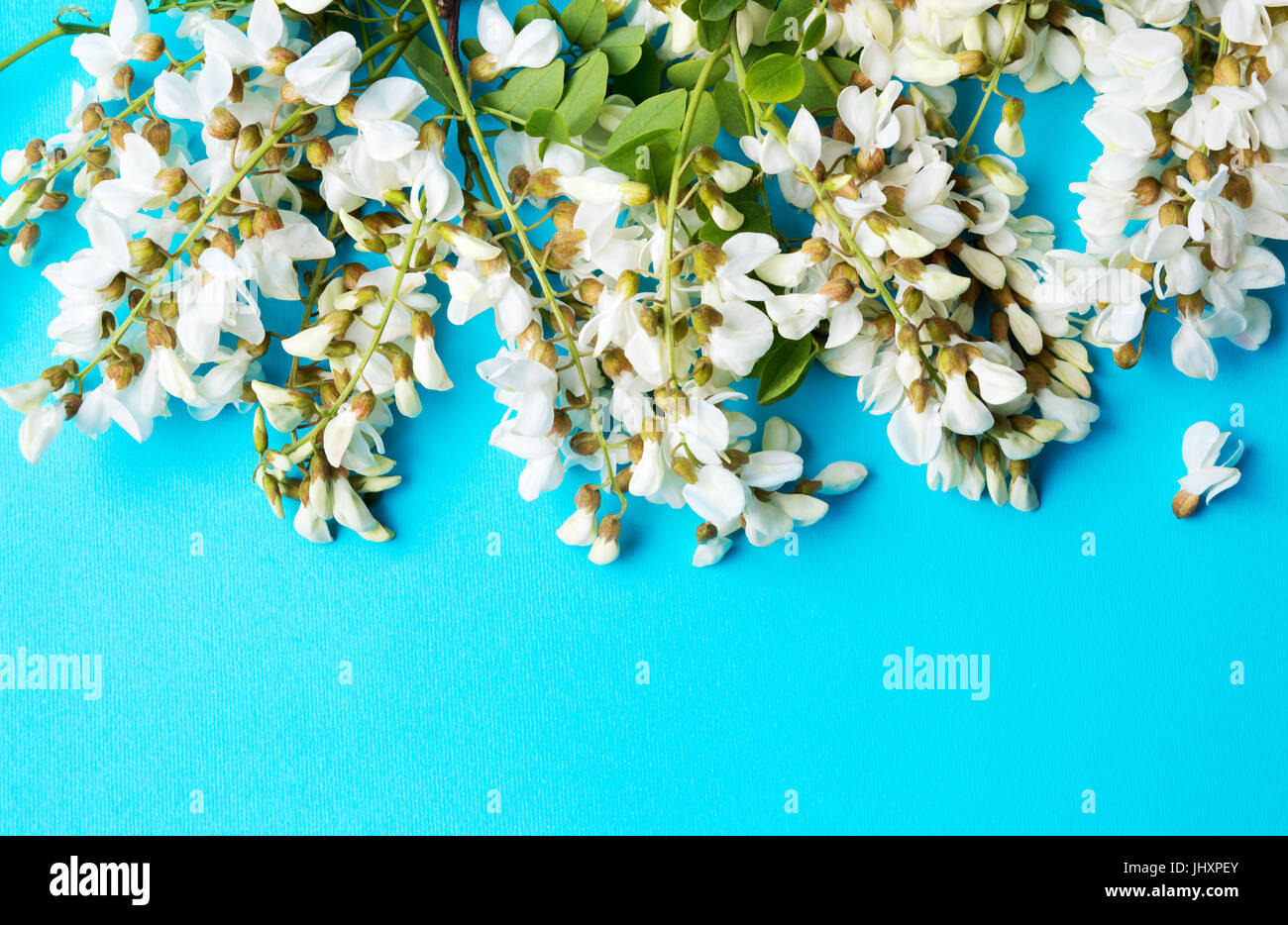 Akazienblüten für eine gesunde Kräutertees Stockfoto