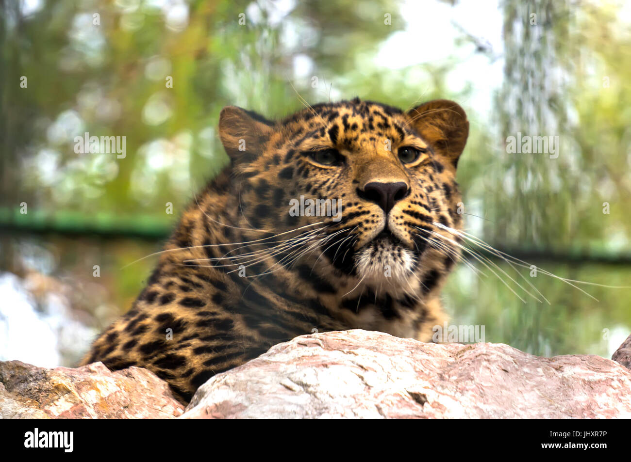 Leopard auf dem Felsen. Fernöstliche Leopard ist eine fleischfressende Säugetier der Familie Felidae, einer Unterart des Leoparden. Zur Zeit der Amur-leopard Stockfoto
