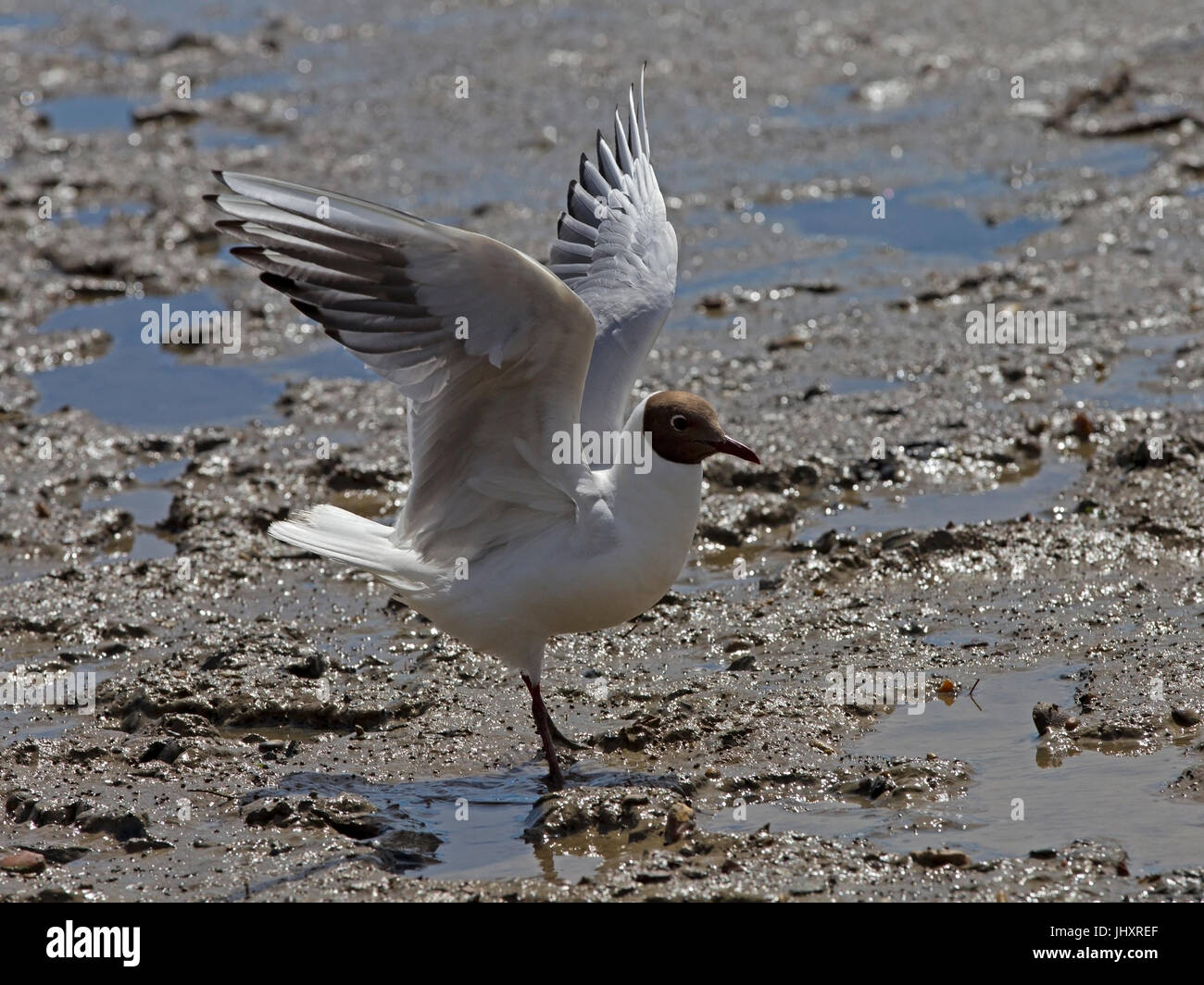 Schwarz mit Flügel angehoben Möwe stehend auf flachen Schlamm geleitet Stockfoto