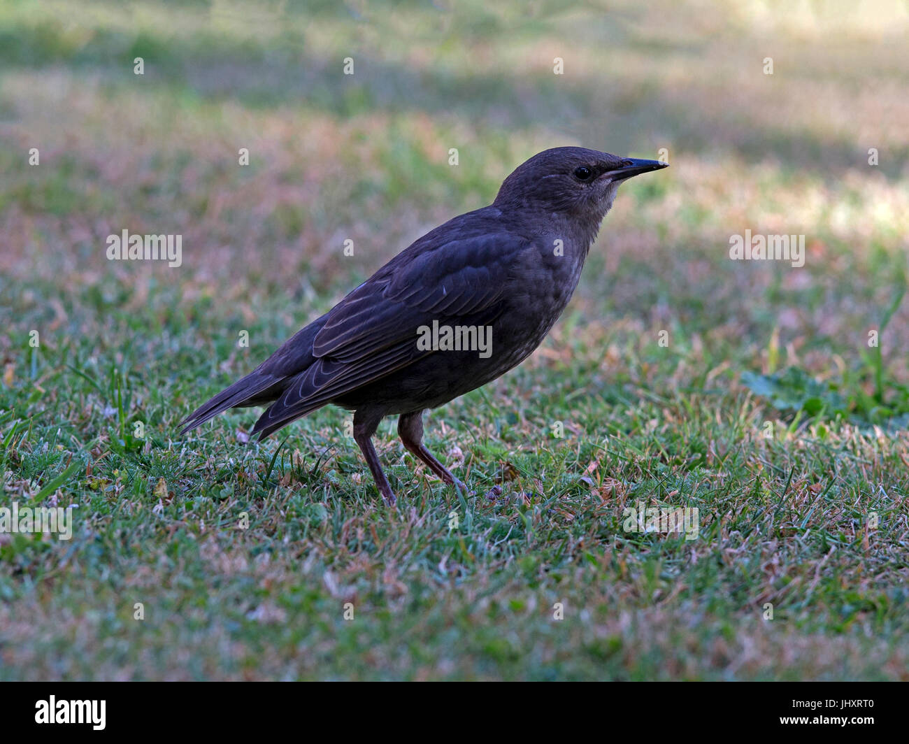 Juvenile gemeinsame Starling stehen auf Boden Stockfoto