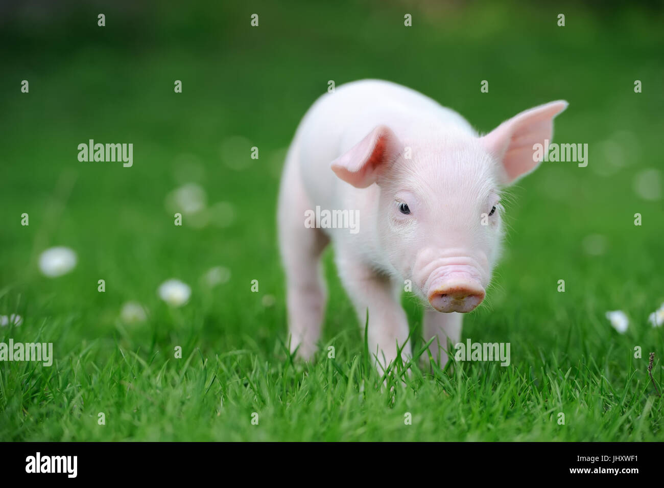 Lustige Jungschwein auf einem Rasen Frühlingsgrün Stockfoto