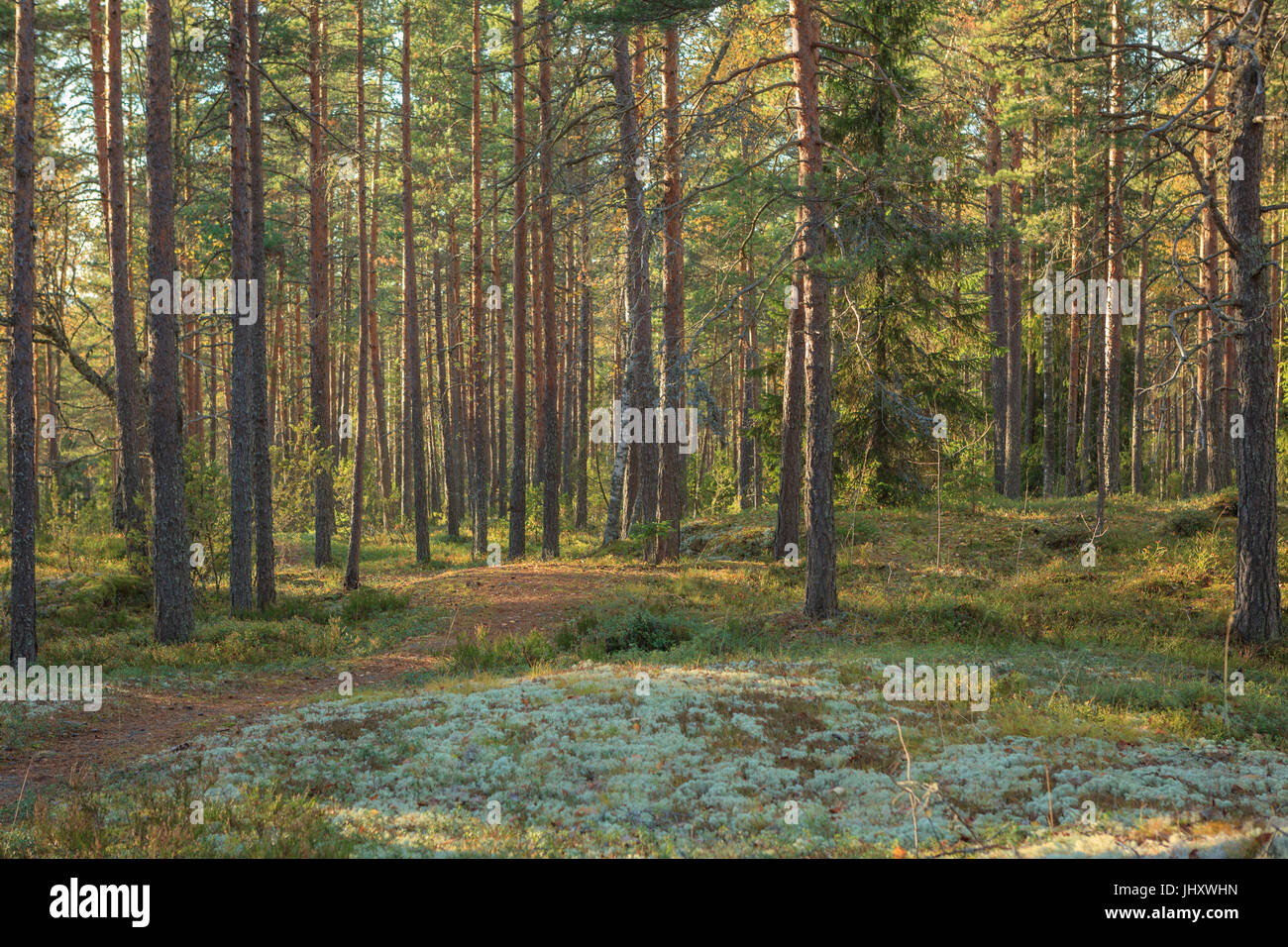 Pinienwald in Finnland Stockfoto