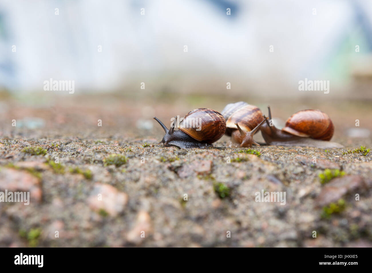 Gruppe von kleinen Schnecken Stockfoto