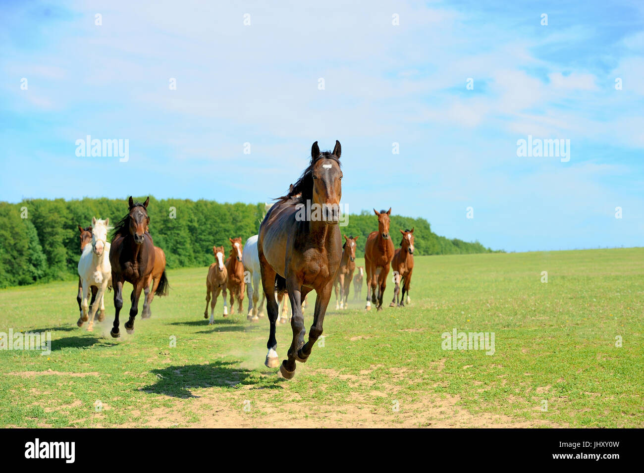 Pferde laufen auf Feld im Sommer Stockfoto