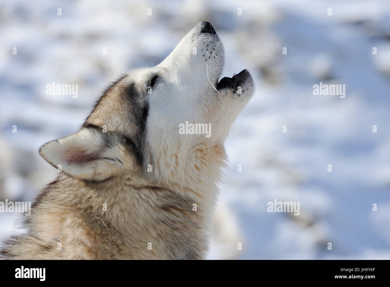 Siberian Husky Hund Winter Porträt Stockfoto