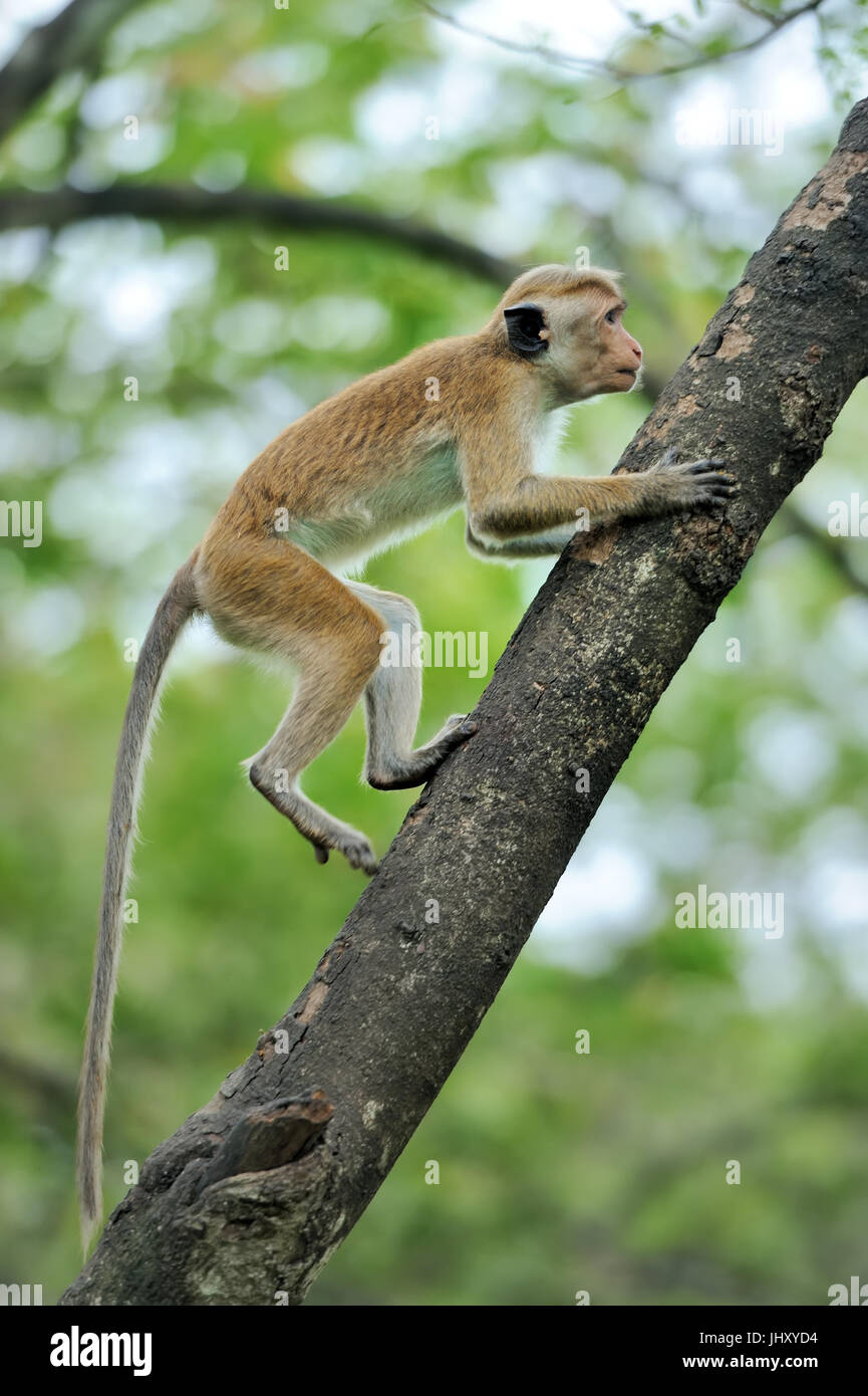 Affe in der lebenden Natur. Land von Sri Lanka Stockfoto