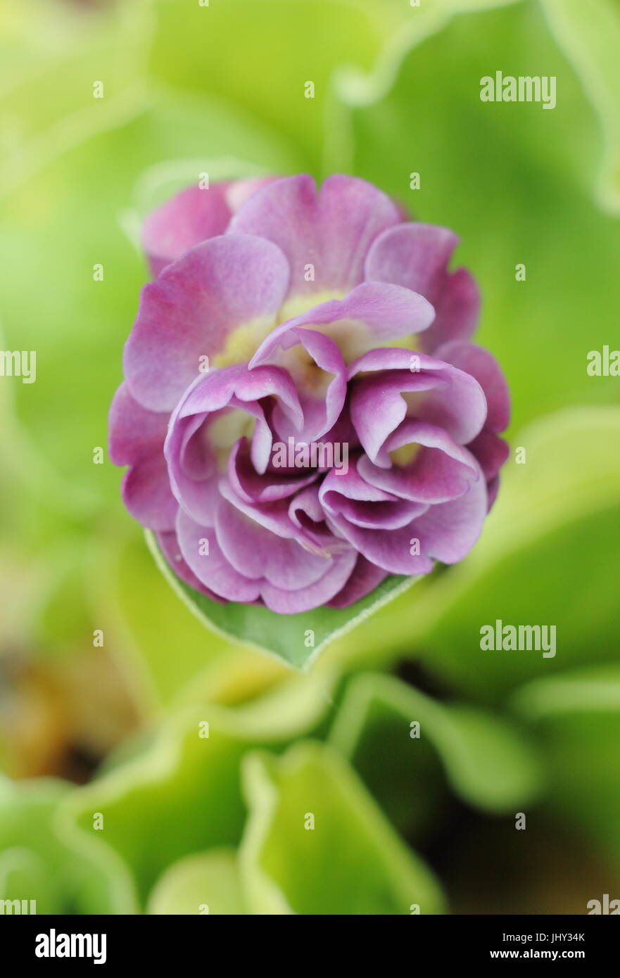 Primula Auricula 'Susannah' blüht in englischen Steingarten, Mai, UK Stockfoto