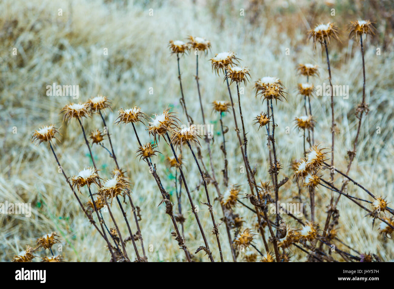 Trockenen Cardus Marianus oder Milk Thistle (Silybum Marianum). Stockfoto