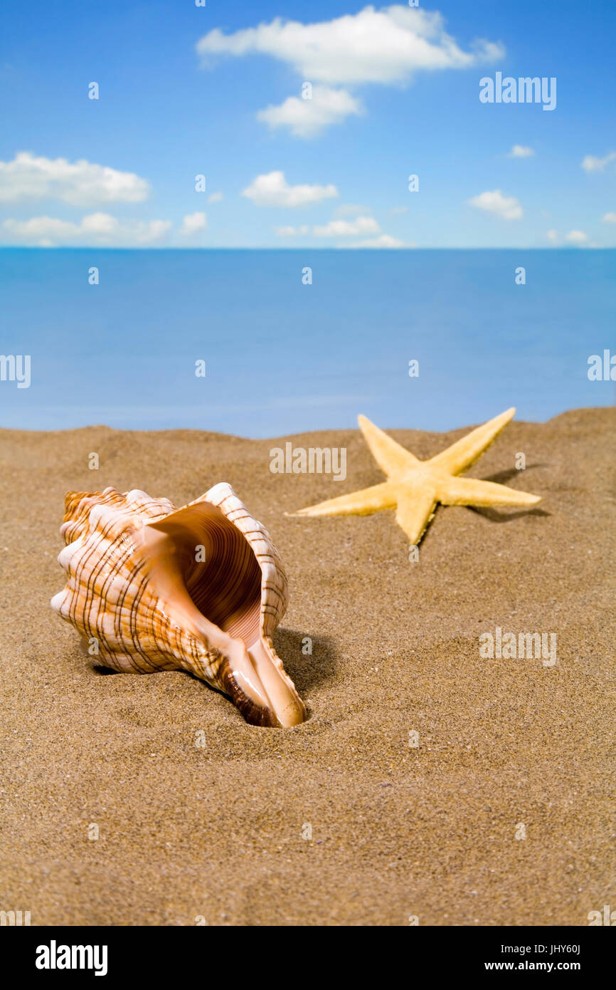 Musche und Seestern am Strand, Musche Und Seestern am Strand Stockfoto